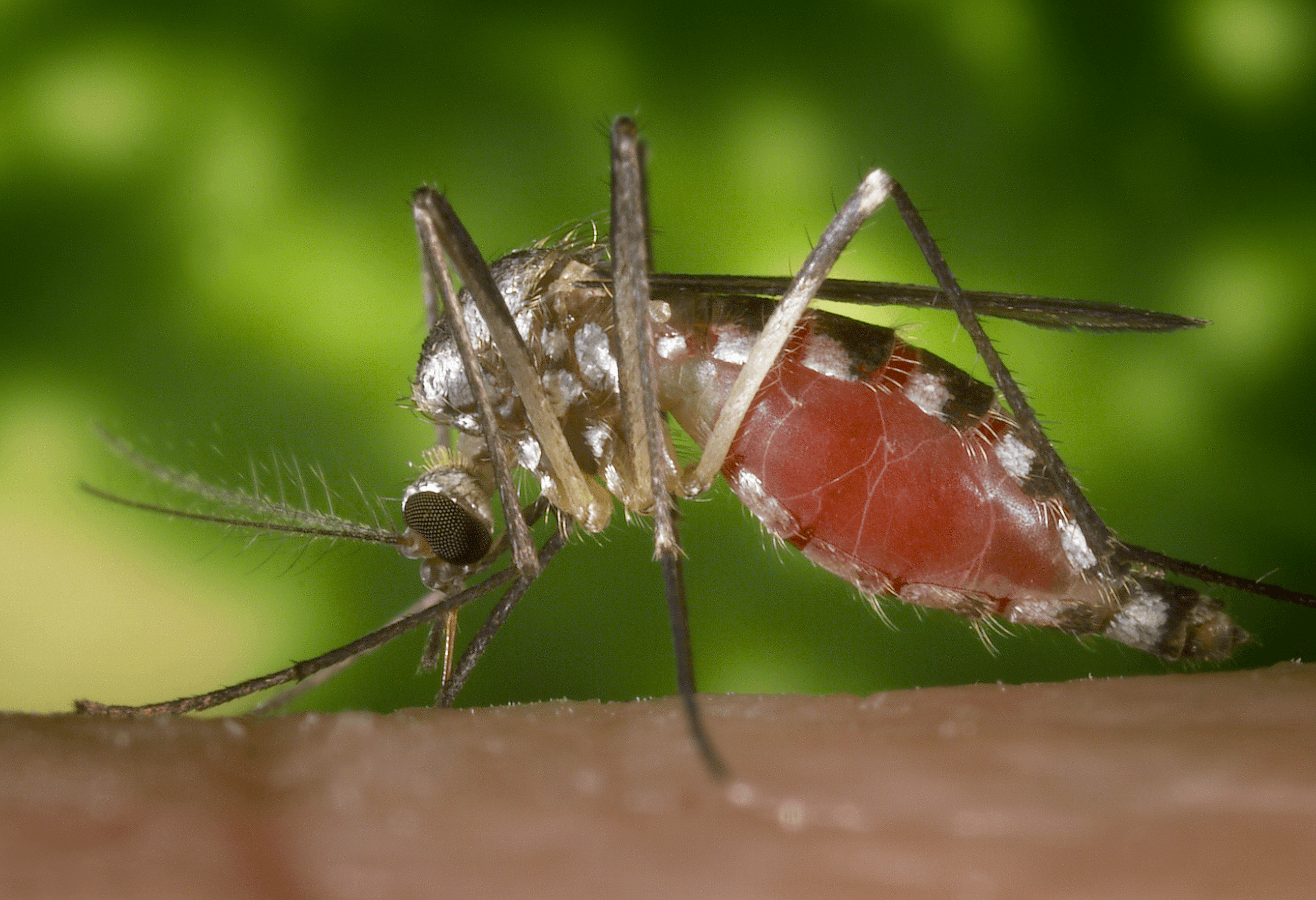 Aedes-triseriatus