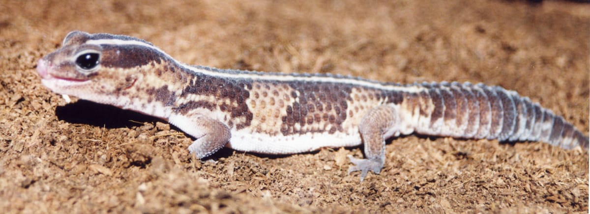 African-Fat-Tailed-Gecko