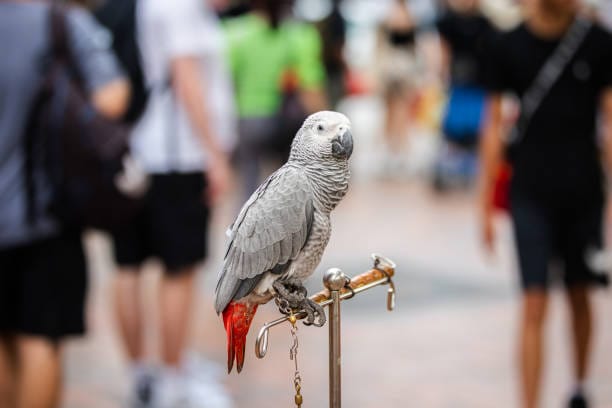 African-Grey-Parrot