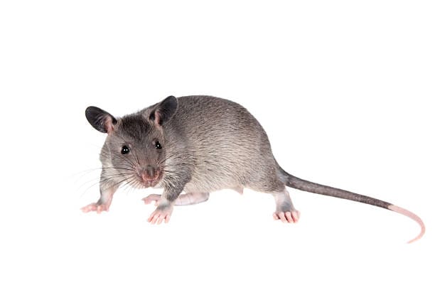 African-Pouched-Rat
