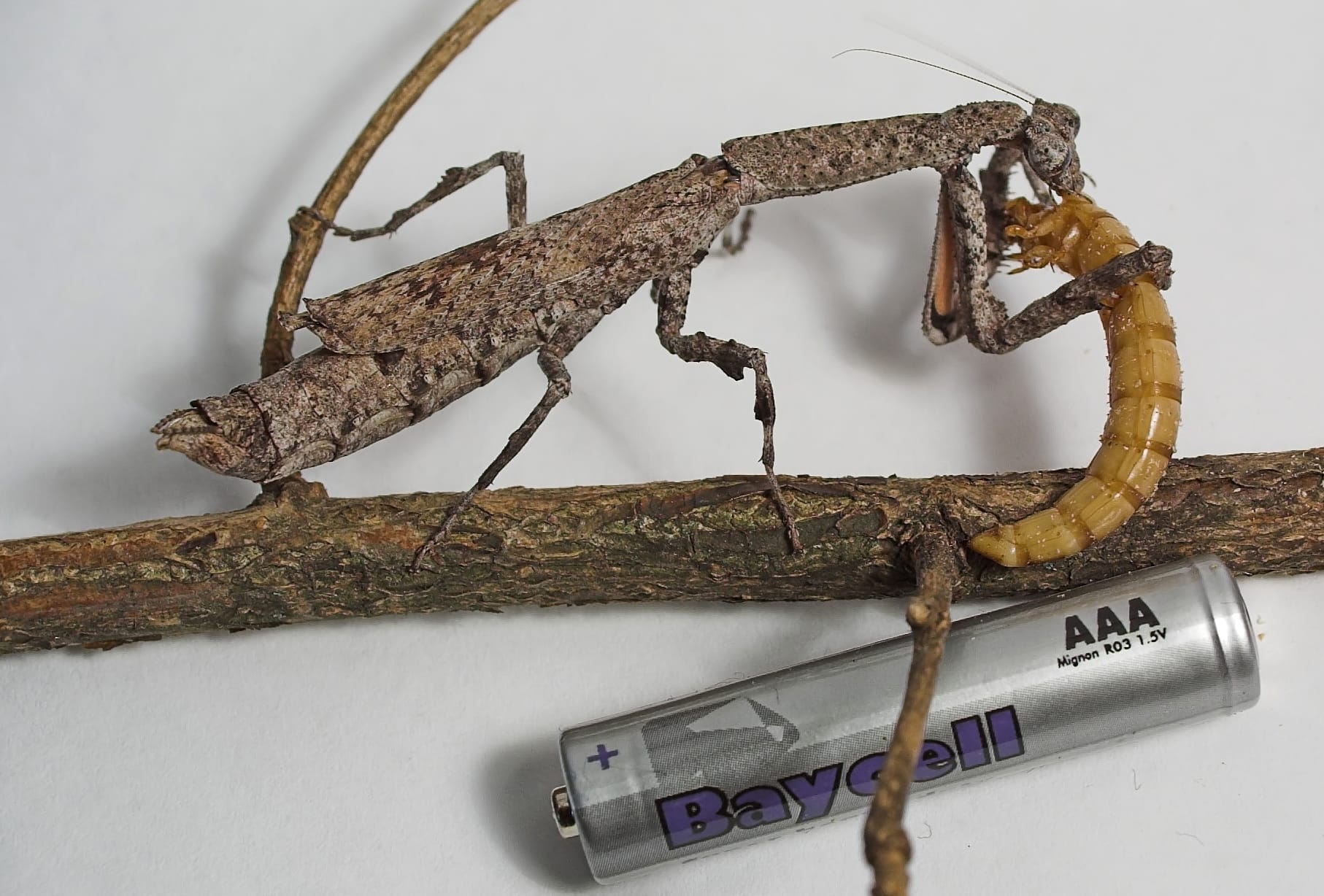 African-Twig-Mantis