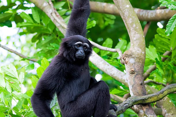 Agile-Gibbon