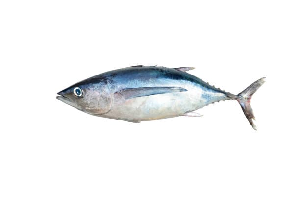 Albacore-Tuna