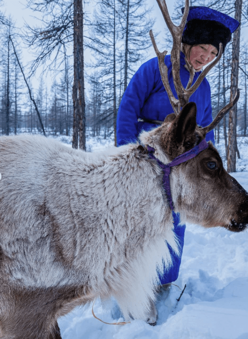Altai–Sayan-Reindeer