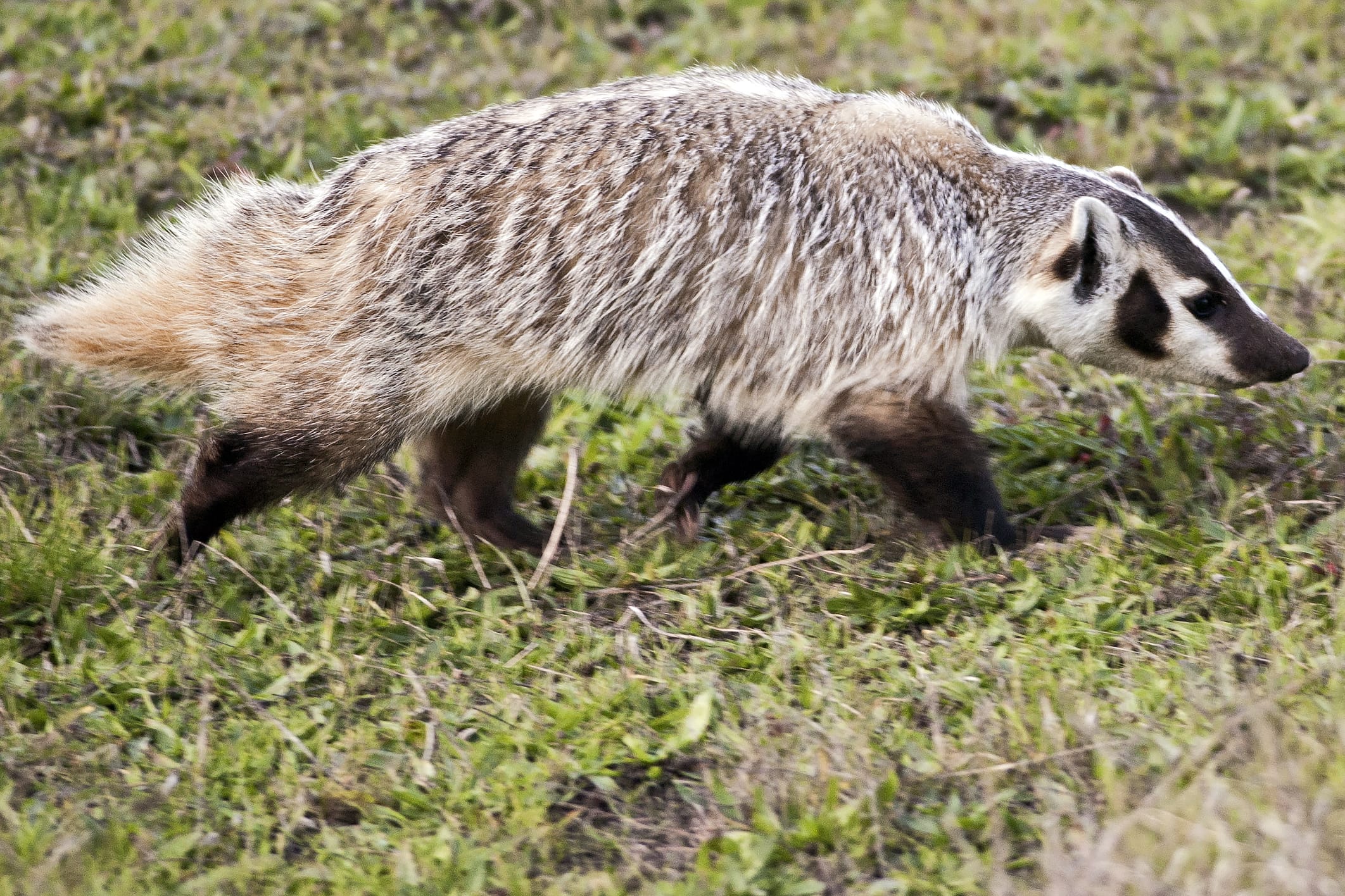 American-Badger