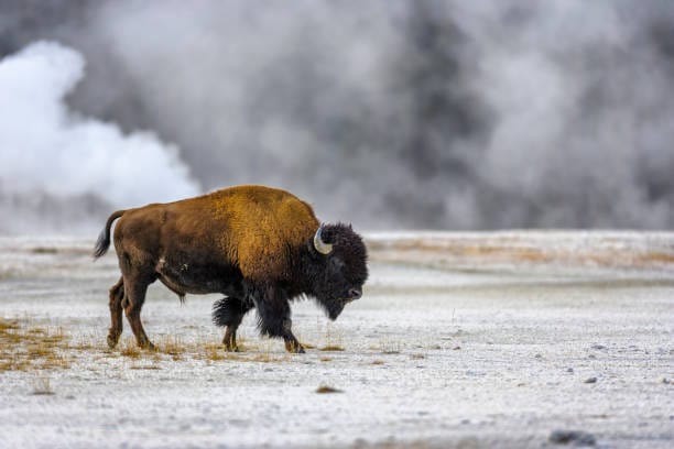 American-Bison