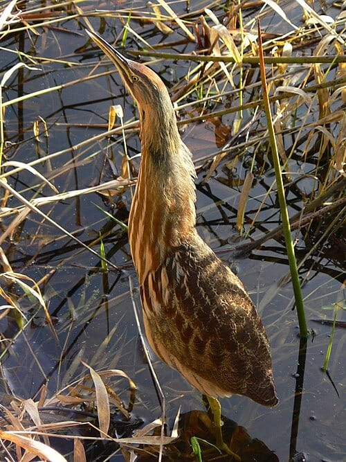 American-Bittern