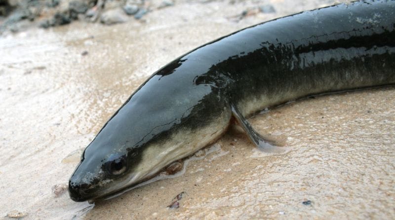 American-Eel