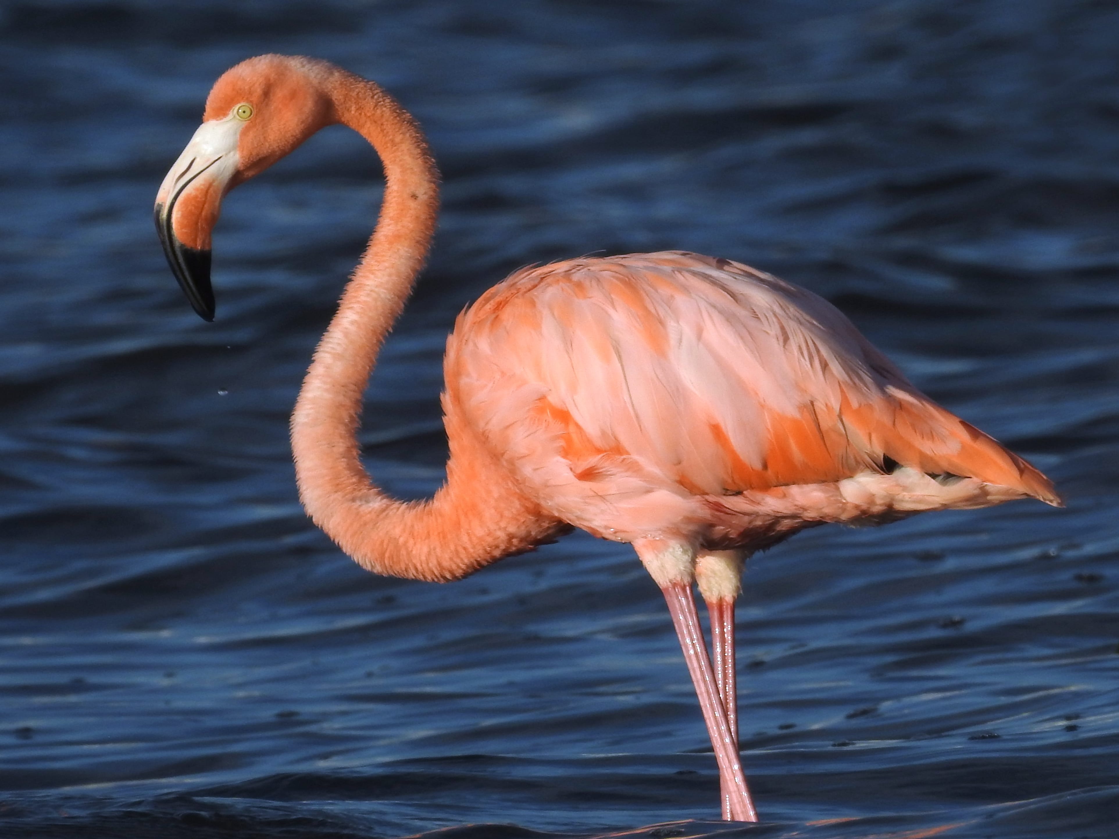 American-Flamingo