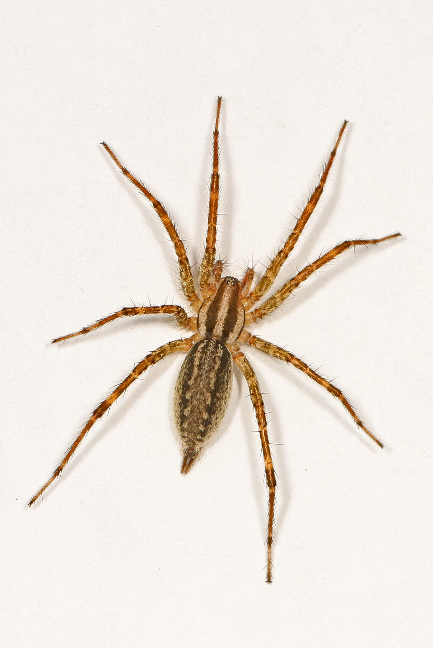 American-Grass-Spider