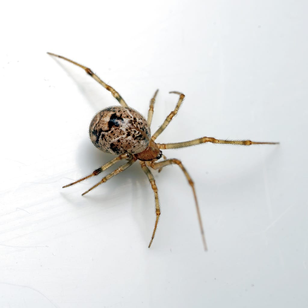 American-House-Spider