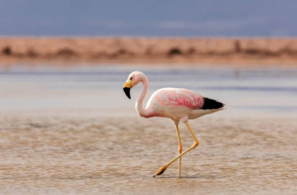 Andean-Flamingo