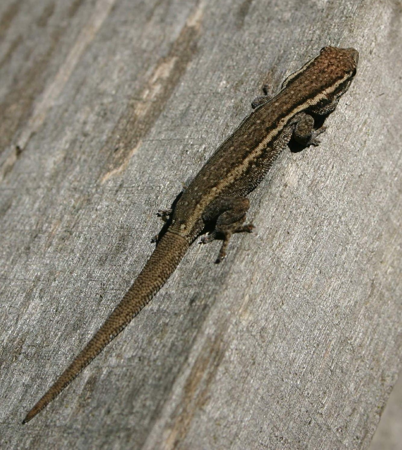 Angolan-Dwarf-Gecko