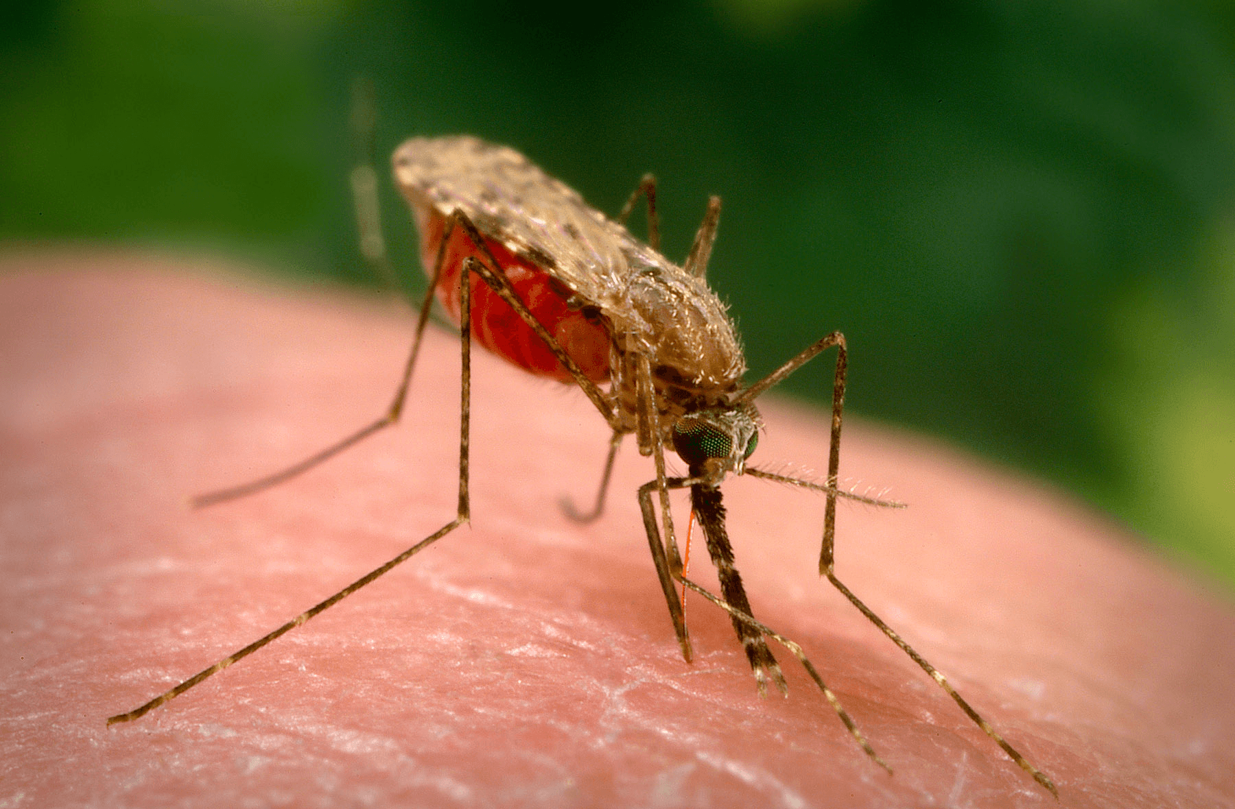 Anopheles-arabiensis