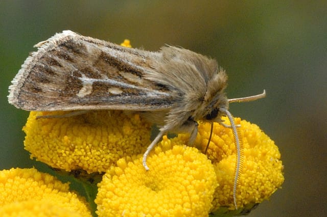Antler-Moth