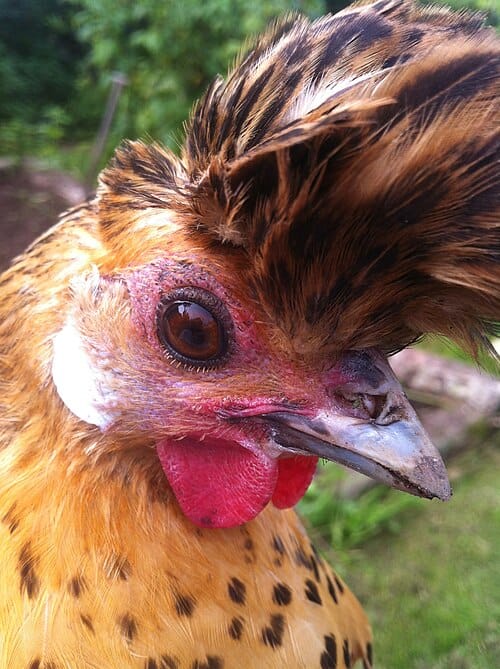 Appenzeller-Spitzhauben