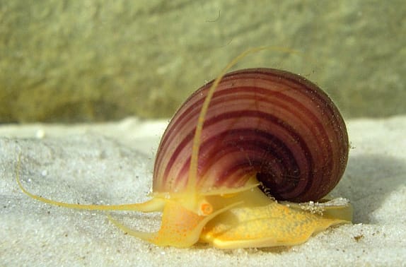 Apple-Snails