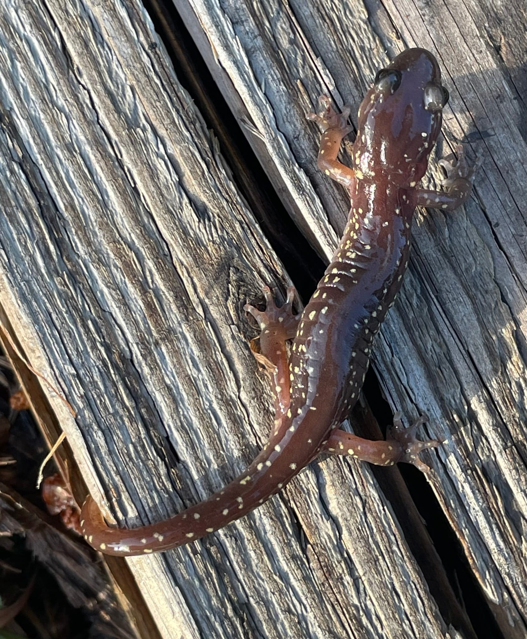 Arboreal-Salamander