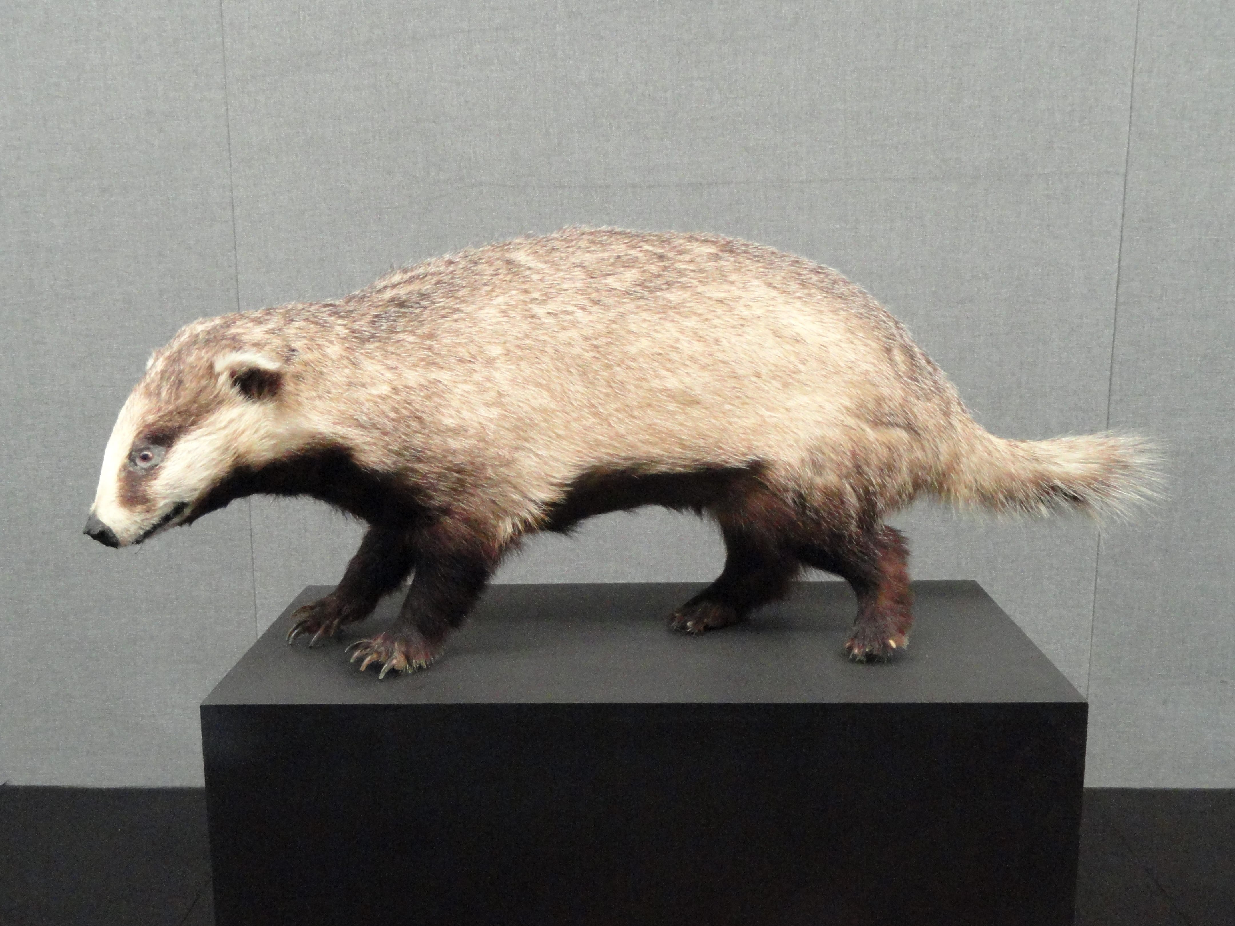 Asian-Badger