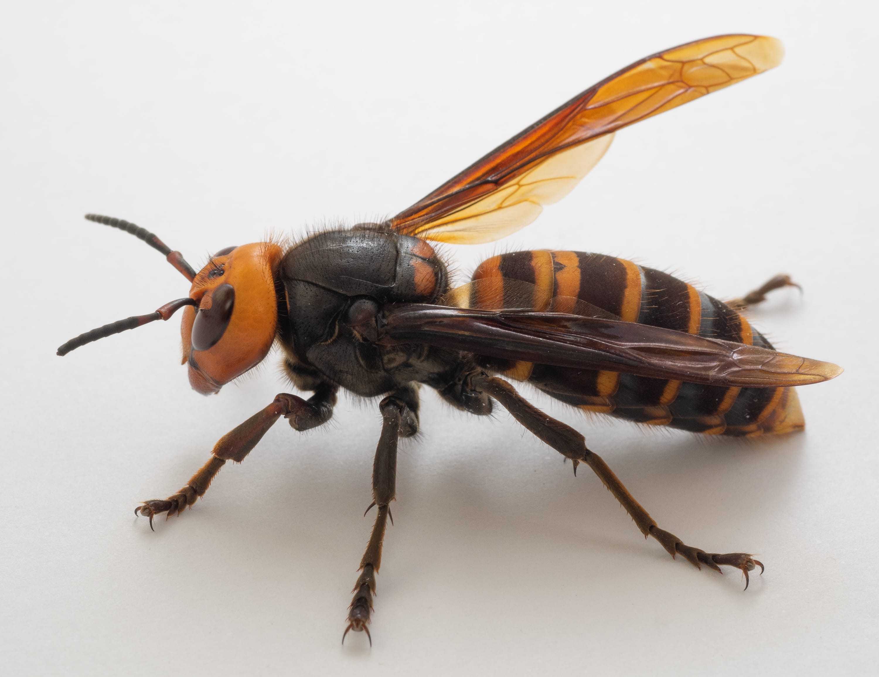 Asian-Hornet
