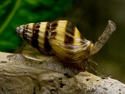Assassin-Snail