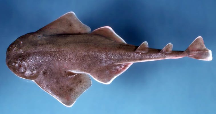 Atlantic-Angelshark