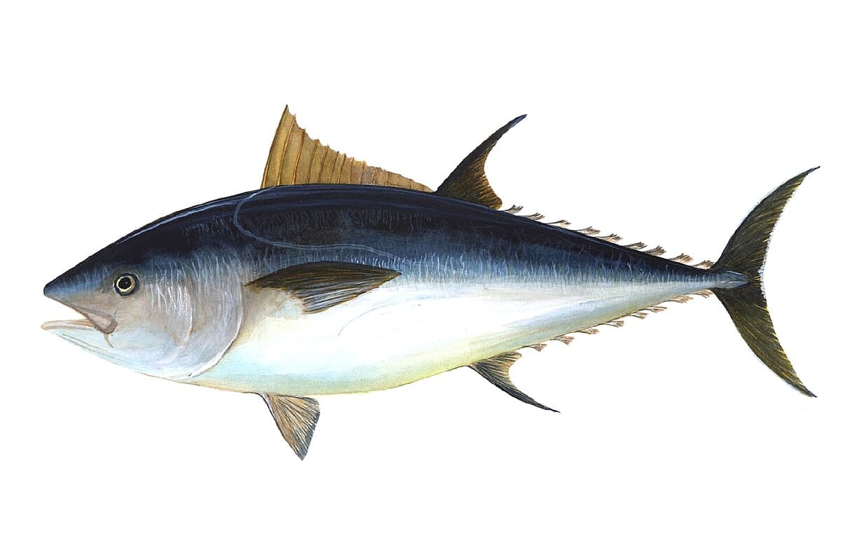 Atlantic-Bluefin-Tuna
