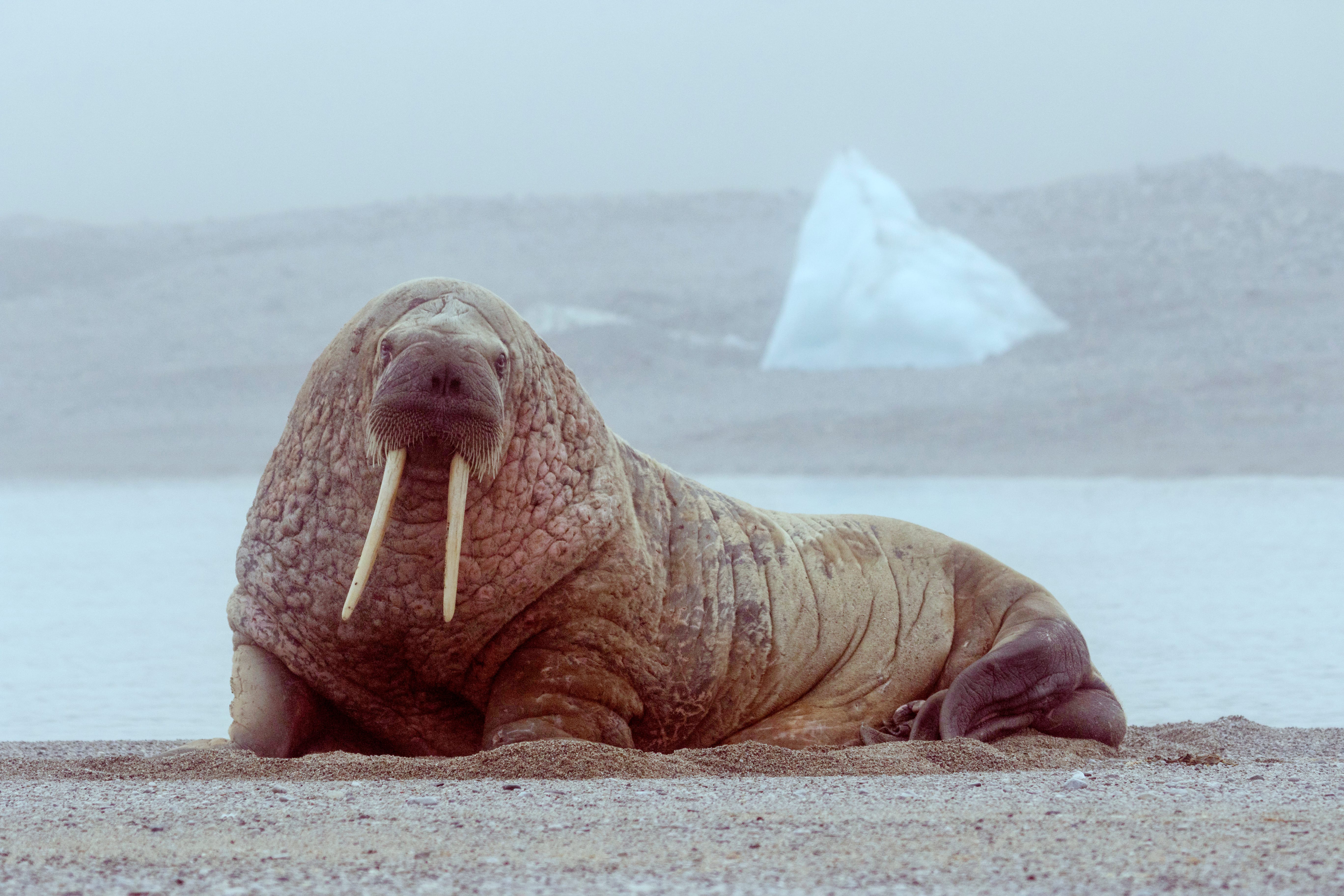 Atlantic-Walrus
