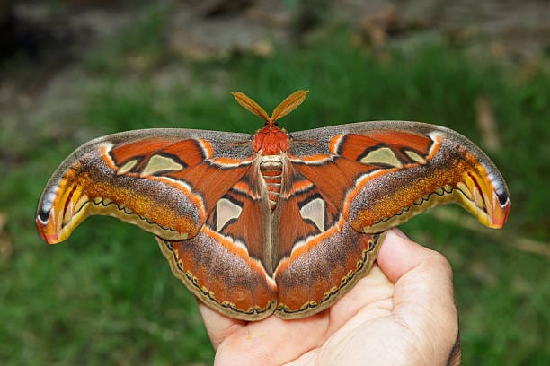 Atlas-Moth
