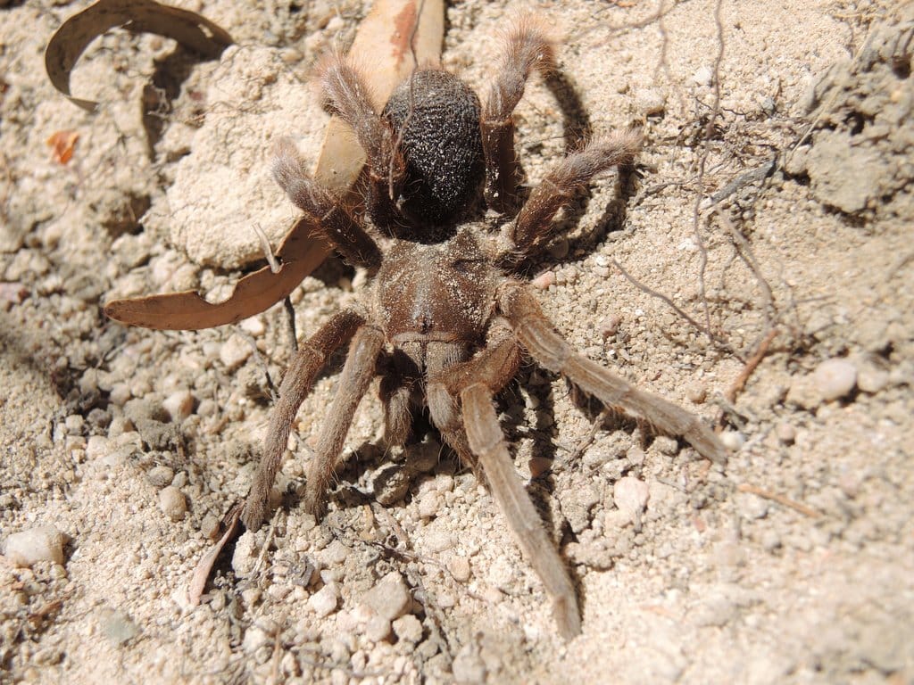 Australian-Featherleg-Spider