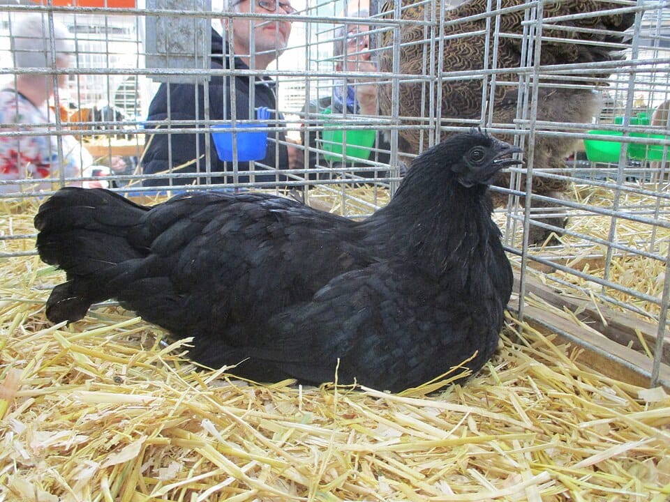 Ayam-Cemani