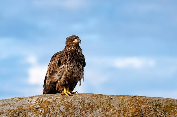 Bald-Eagle