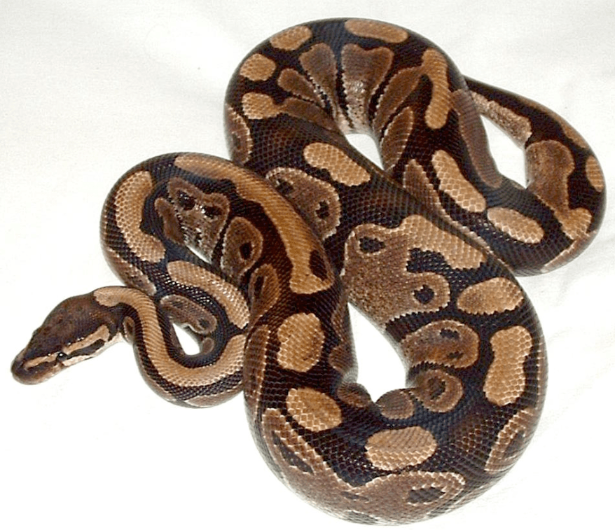 Ball-Python