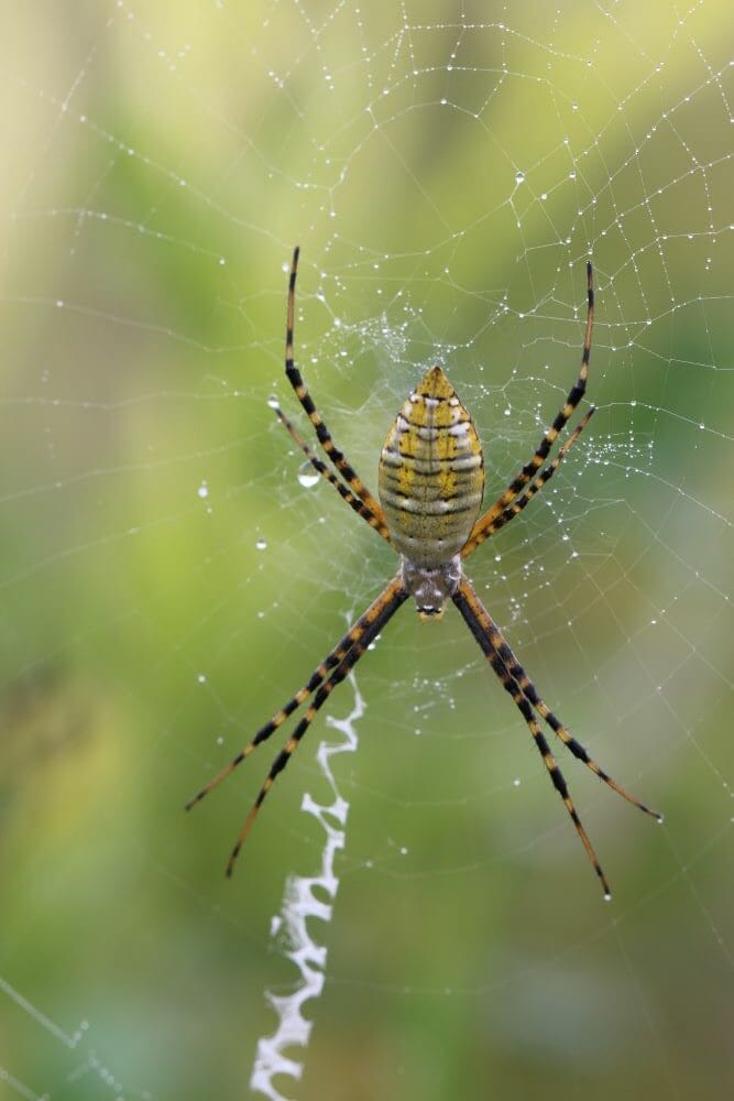 Banded-Orb-Weaving-Spider