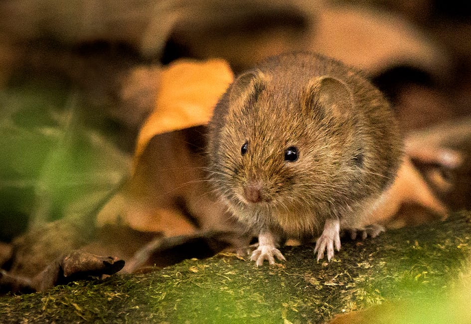 Bank-Vole