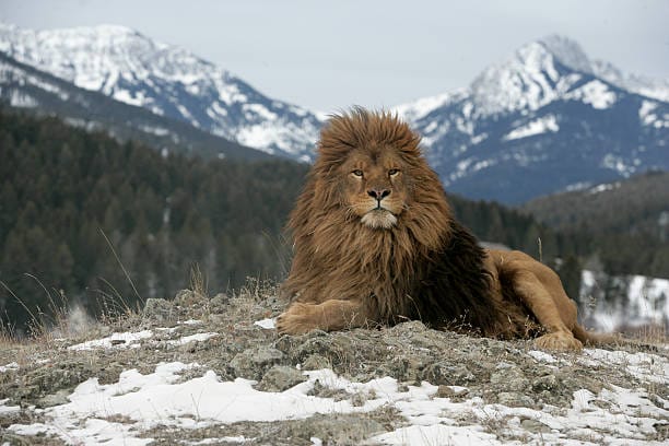 Barbary-Lion