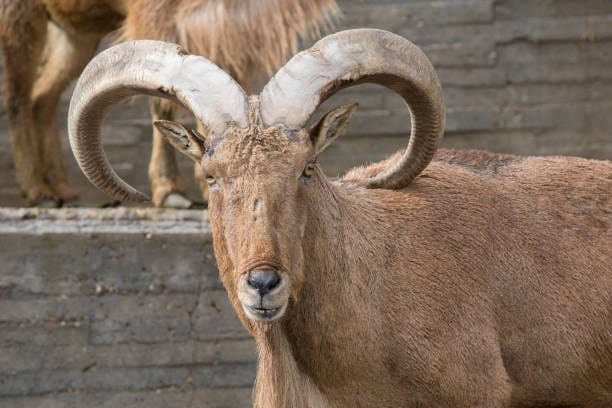 Barbary-Sheep