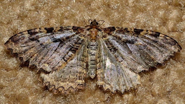 Barberry-Carpet-Moth