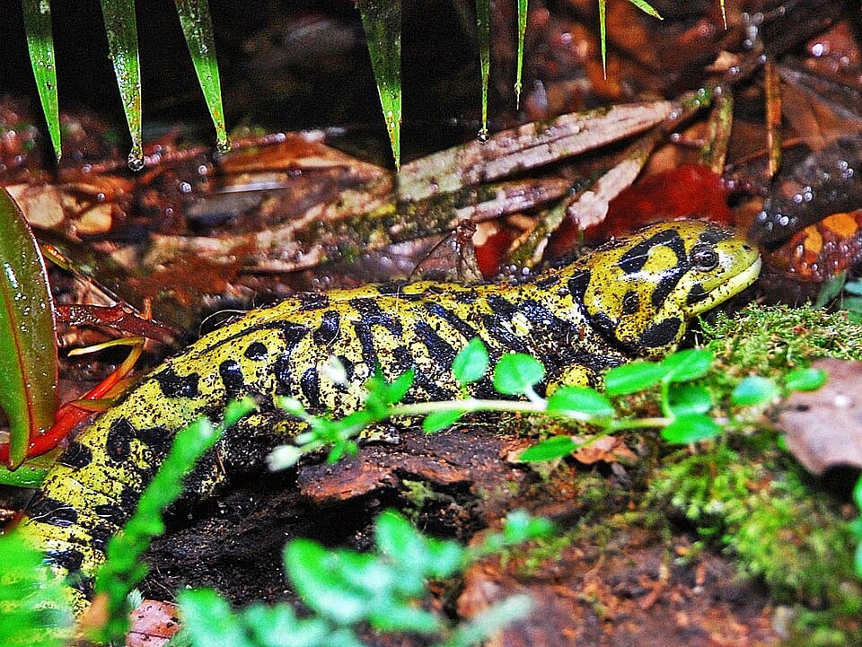 Barred-Tiger-Salamander