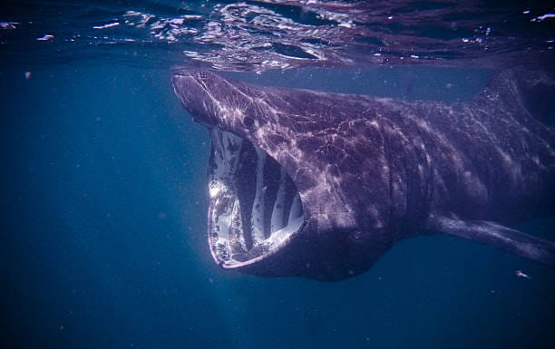 Basking-Shark