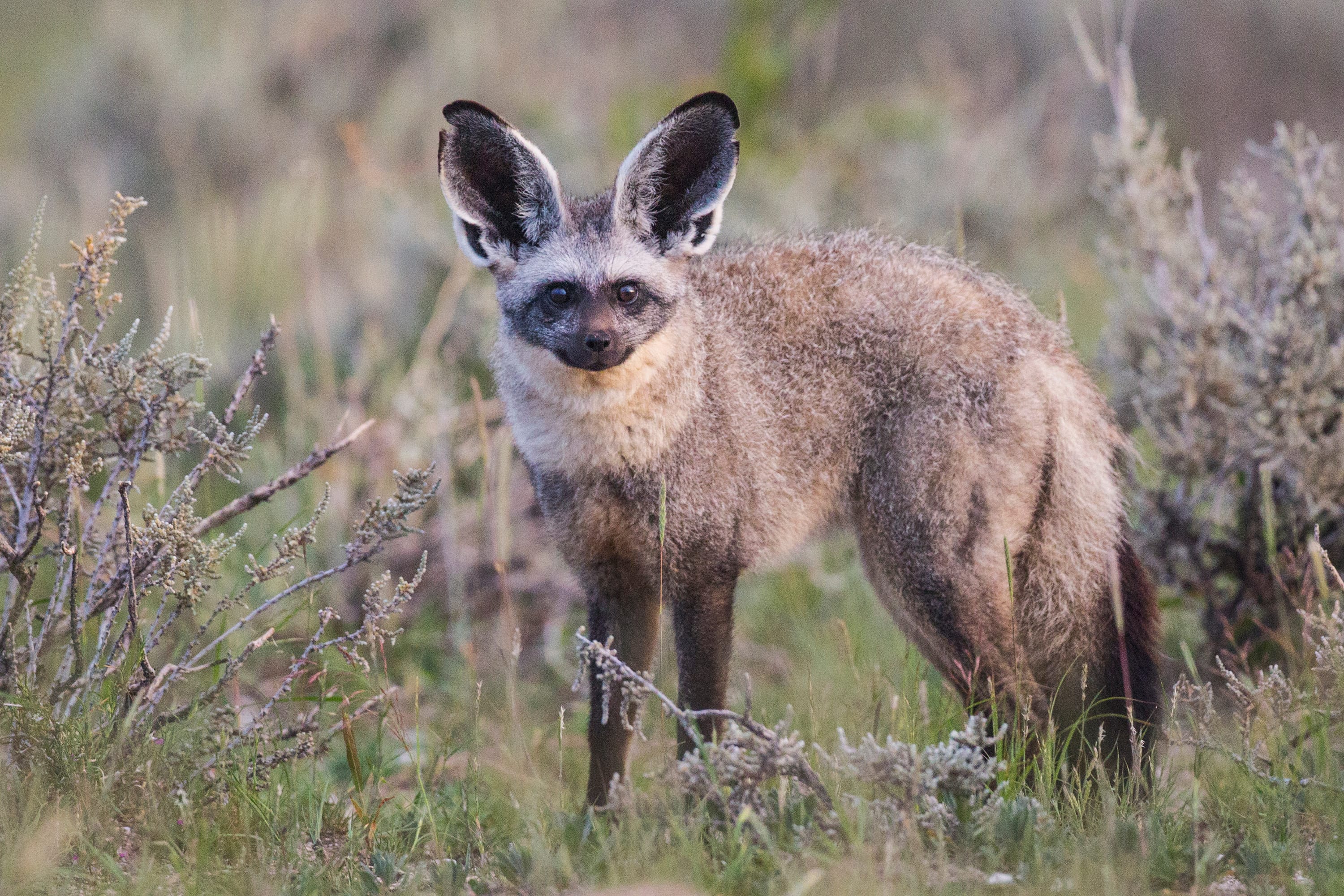 Bat‑eared-Fox