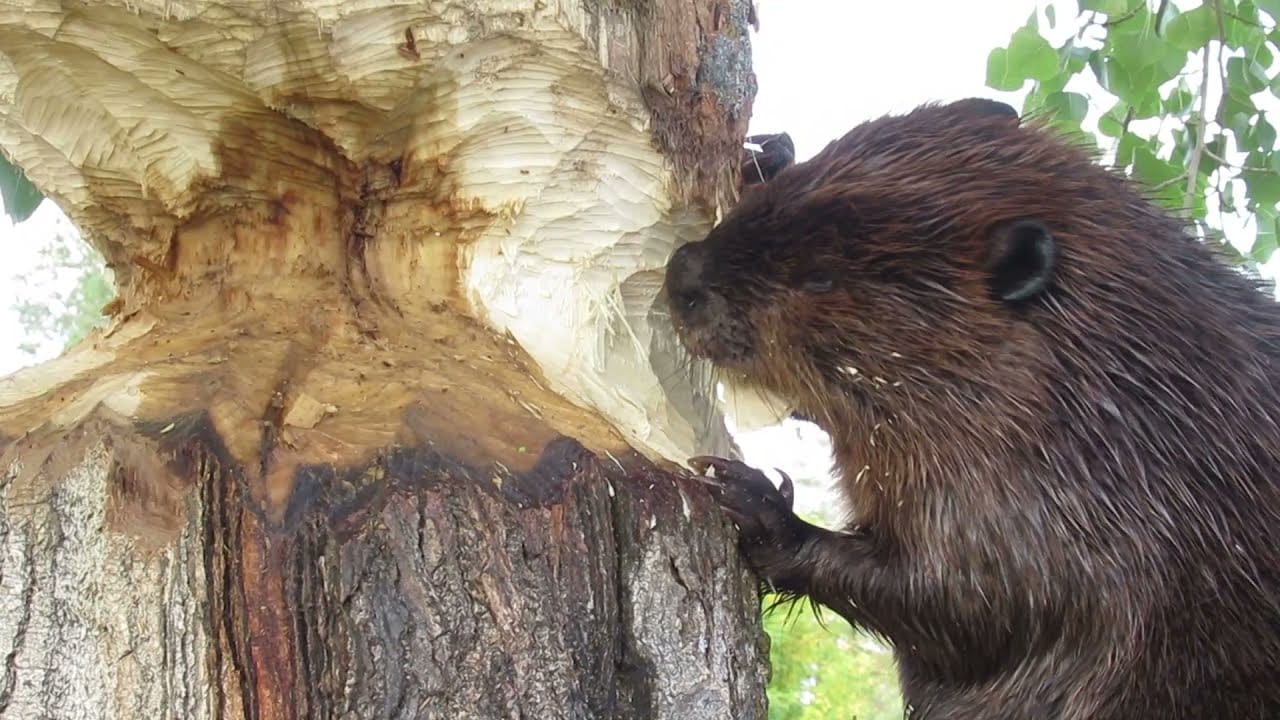 Beaver