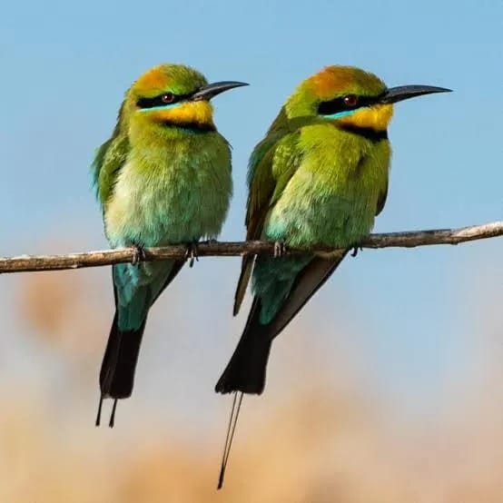 Bee-eater