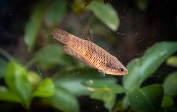 Betta-anabatoides