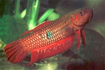 Betta-coccina