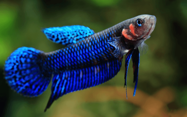 Betta-hendra