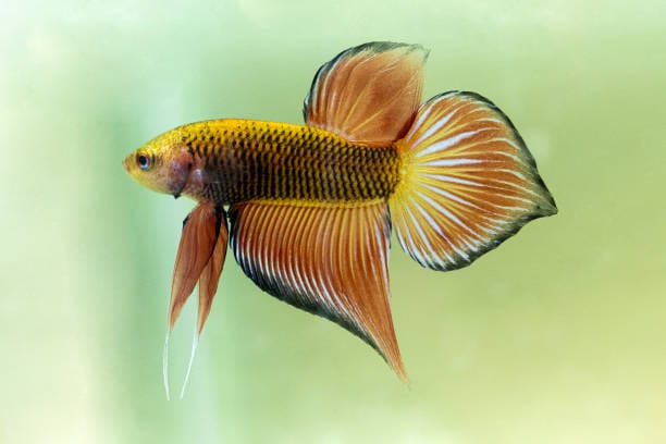 Betta-mahachaiensis