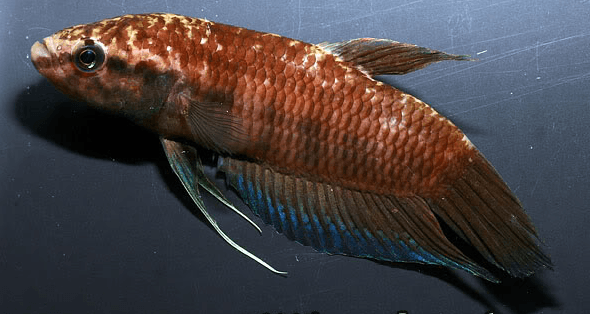 Betta-pinguis
