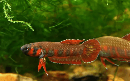 Betta-rubra