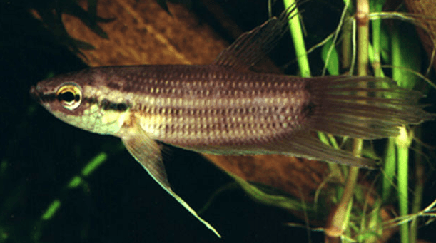 Betta-schallerri